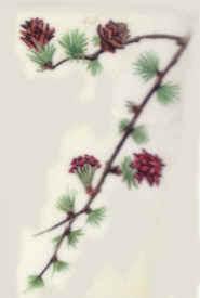 larch